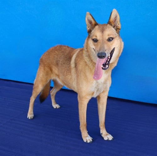 Photo of Bella, adoptable Jindo (Korean) in Baldwin Park, California