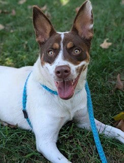Photo of Lee-Anne, adoptable Australian Cattle Dog/Blue Heeler in Clyde, North Carolina