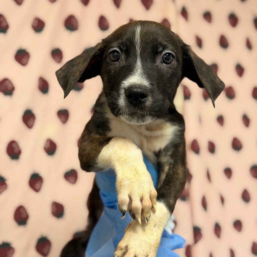 Photo of Wilfried, adoptable Terrier / Mix in San Antonio, Texas