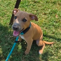 Photo of Boston FJ, adoptable Mixed Breed (Medium) Australian Cattle Dog in Hartford, Connecticut