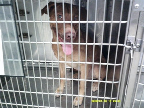 Photo of Reggie, adoptable Vizsla in Oklahoma City, Oklahoma