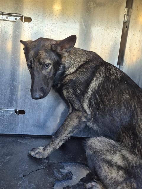 Photo of Agnes, adoptable Belgian Shepherd Malinois in San Antonio, Texas