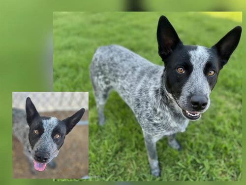 Photo of Blue Boy, adoptable Australian Cattle Dog/Blue Heeler in Albuquerque, New Mexico