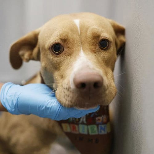 Photo of Beans Magoo, adoptable American Staffordshire Terrier in San Antonio, Texas