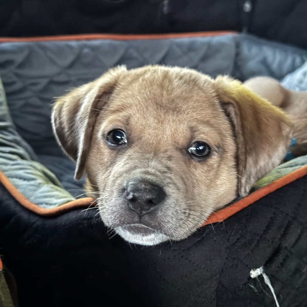 Photo of Baguette D70140, adoptable Terrier, Pit Bull in Minnesota, Minnesota