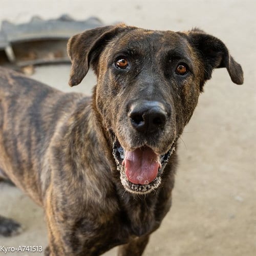 Photo of Kyro, adoptable Mastiff in Sacramento, California