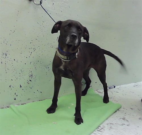 Photo of Kimber, adoptable Labrador Retriever in Houston, Texas