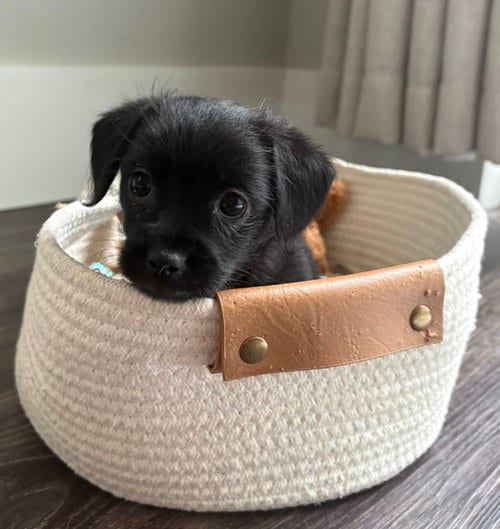 Photo of Onyx, adoptable Terrier in Evergreen, Colorado