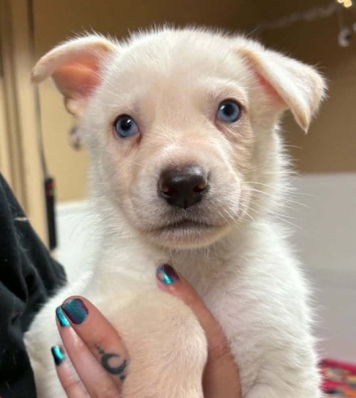 Photo of JJ, adoptable Siberian Husky in Matawan, New Jersey