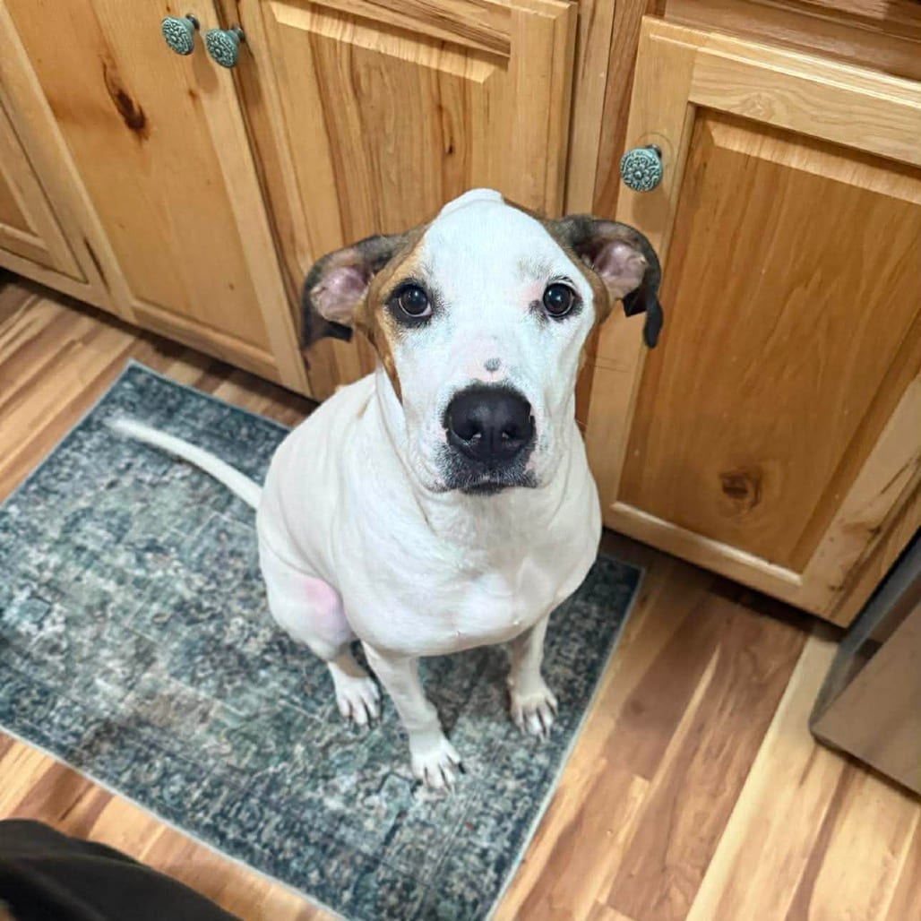 Photo of Candy, adoptable Terrier, American Staffordshire / Mixed Breed (Medium) in Whitestone, New York