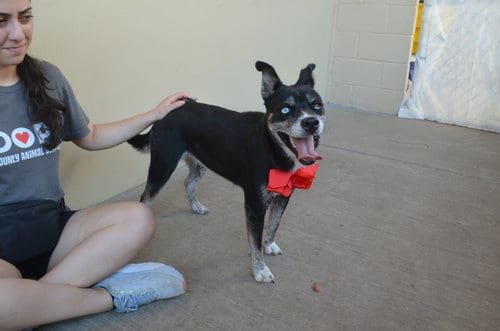 Photo of Bella, adoptable Husky in McKinney, Texas