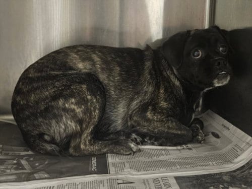 Photo of Grommet, adoptable Pug in Van Nuys, California