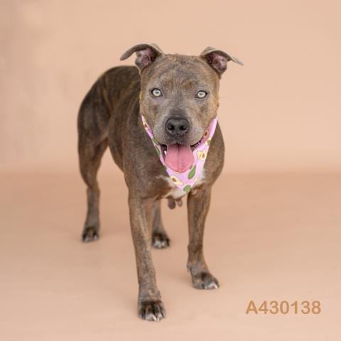 Photo of Harper Rayne, adoptable Pit Bull Terrier in Conroe, Texas