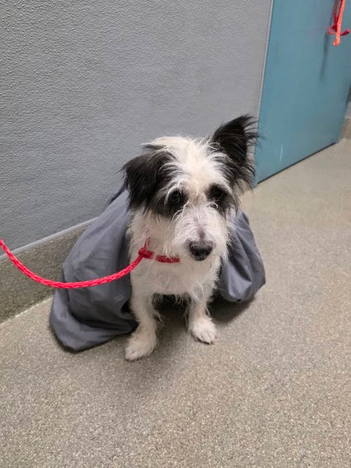 Photo of Terry, adoptable Terrier in Las Vegas, Nevada