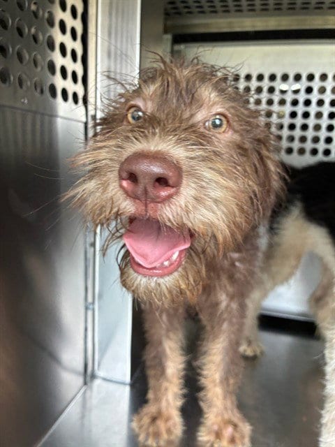 Photo of Lightning, adoptable Wheaten Terrier in Mesa, Arizona