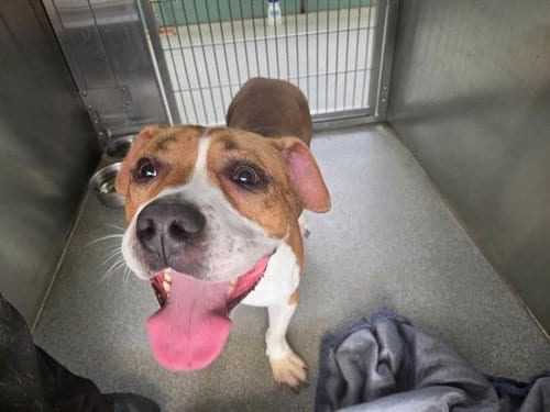Photo of Raphael, adoptable Staffordshire Bull Terrier in Orange, California