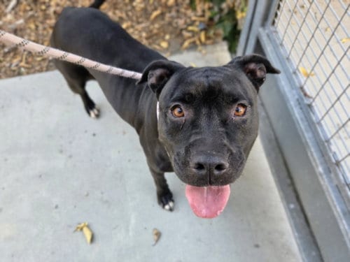 Photo of Lulu, adoptable Pit Bull Terrier in San Pedro, California