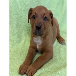 Photo of Flan, adoptable Australian Cattle Dog in Lancaster, California