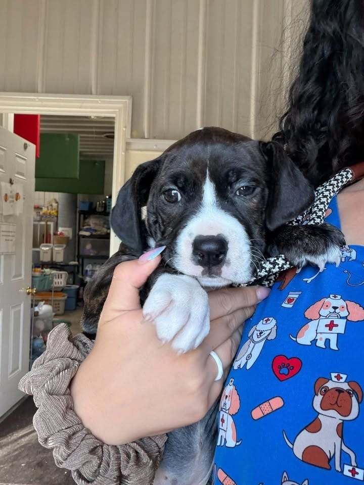Photo of Bean Blossom, adoptable Mixed Breed in Greensburg, Indiana