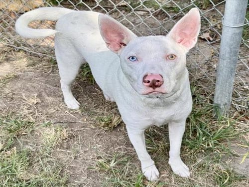 Photo of Icee, adoptable American Bulldog in Houston, Texas