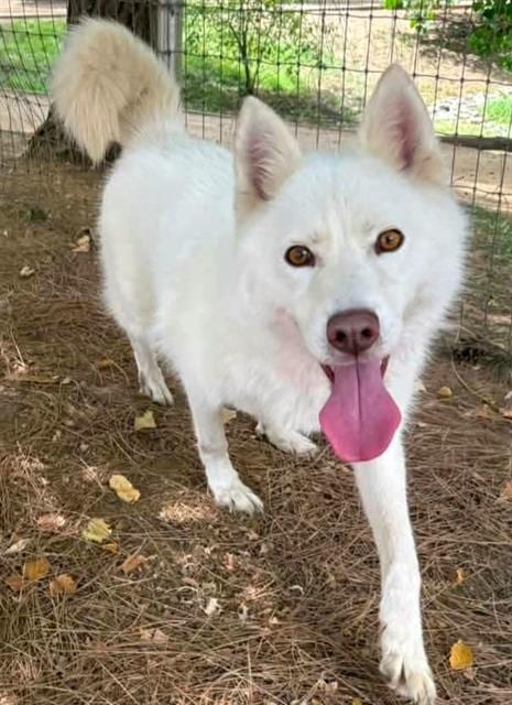Photo of Bella, adoptable Siberian Husky in Sacramento, California