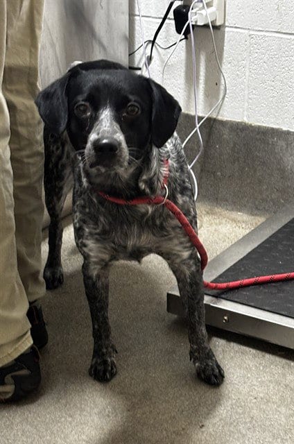 Photo of Brynn, adoptable Pointer in Forestville, Maryland