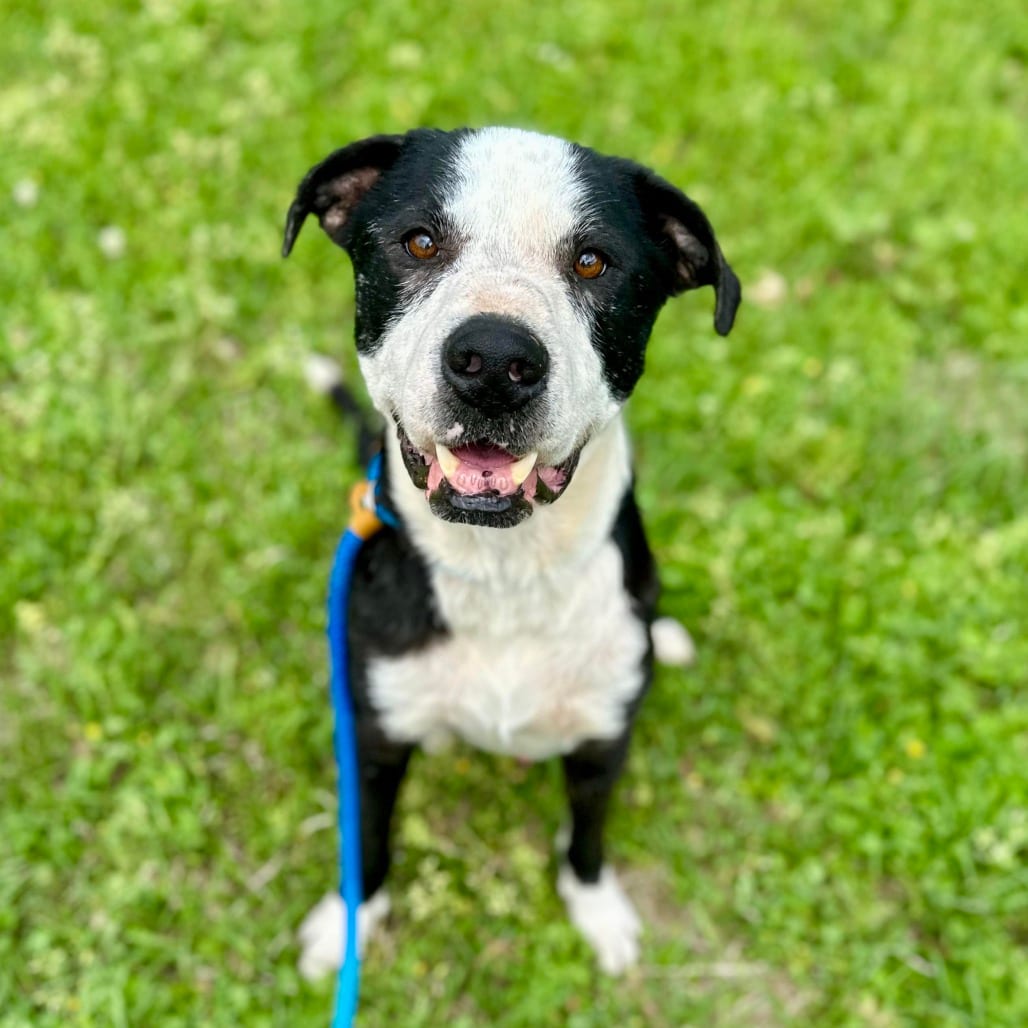 Photo of Toby Jay, adoptable Retriever, Black Labrador / Mixed Breed (Medium) in Whitestone, New York