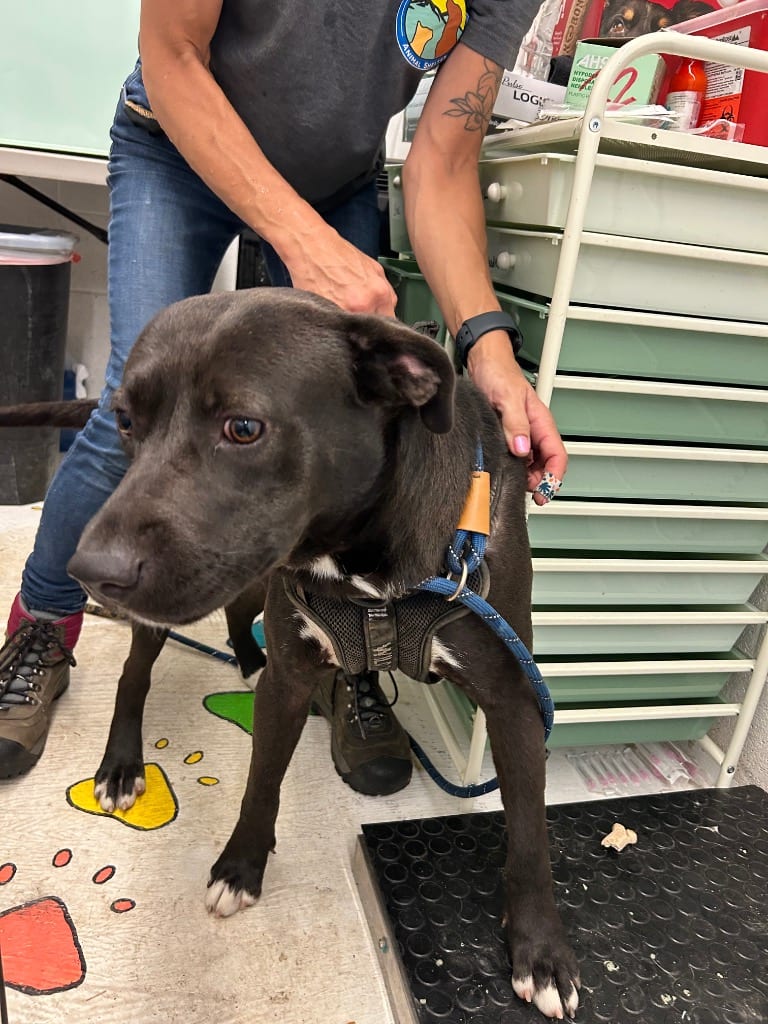Photo of Dirk, adoptable Pit Bull Terrier in Chickamauga, Georgia