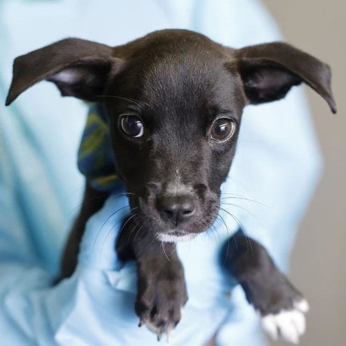 Photo of Flapper, adoptable American Staffordshire Terrier in San Antonio, Texas