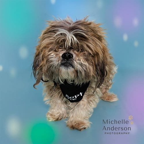 Photo of A165509, adoptable Shih Tzu in Corona, California