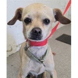 Photo of Cheerio, adoptable Chihuahua in San Bernardino, California