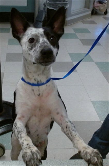 Photo of Little Girl, adoptable Australian Cattle Dog/Blue Heeler in Oklahoma City, Oklahoma