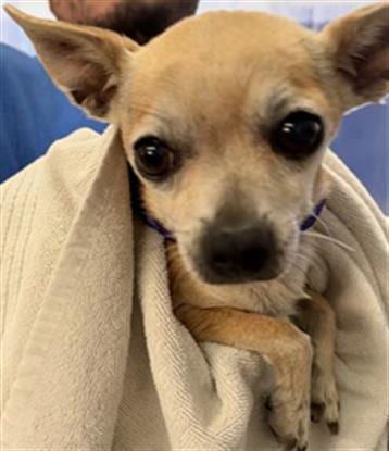 Photo of Polly, adoptable Chihuahua in Camarillo, California