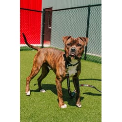 Photo of Invader Zim, adoptable Mixed Breed (Medium) in New Castle, Delaware