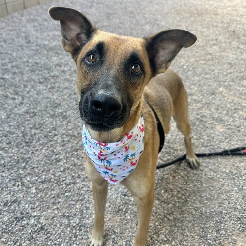 Photo of Mr Cheese, adoptable German Shepherd Dog in Mesa, Arizona