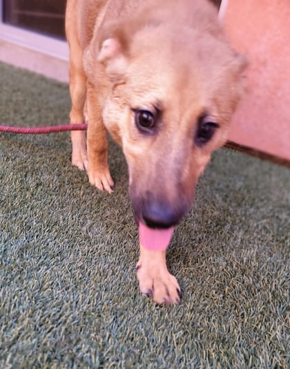 Photo of Mango, adoptable dog in Farmington, New Mexico