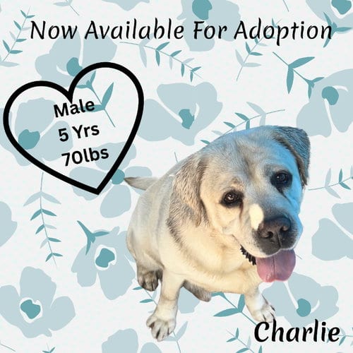 Photo of Charlie, adoptable Labrador Retriever in San Diego, California
