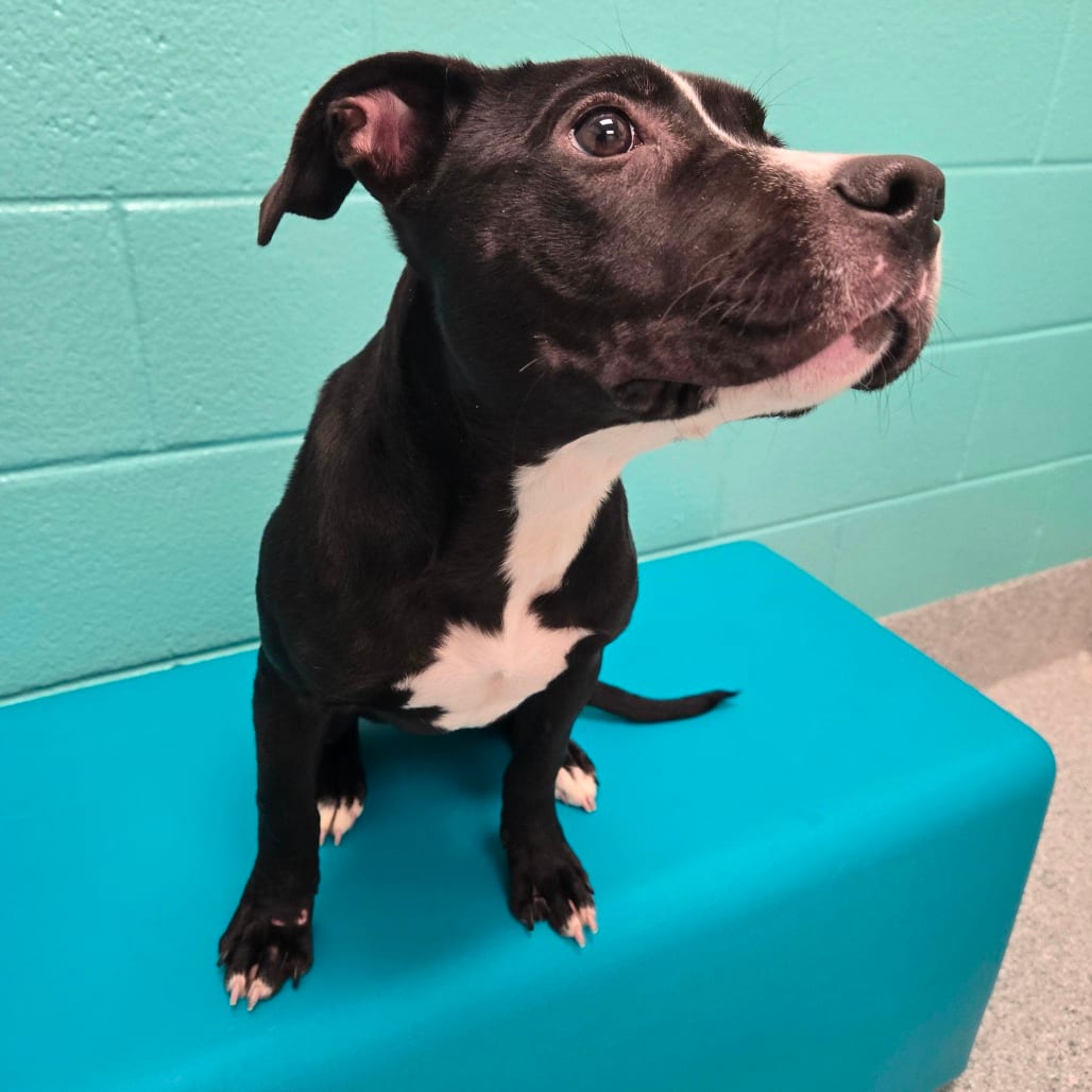 Photo of Swiss, adoptable Terrier, Pit Bull in Spartanburg, South Carolina