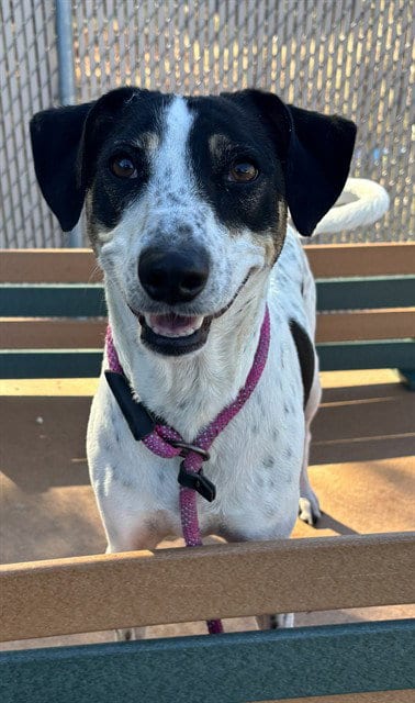 Photo of Cookie, adoptable Treeing Walker Coonhound in Palmetto, Florida
