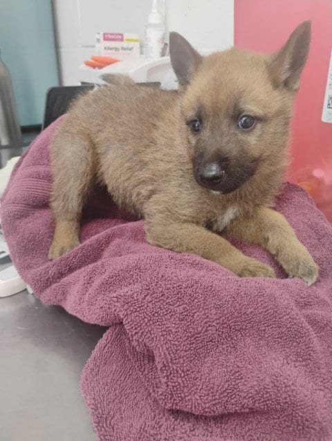 Photo of Lou, adoptable German Shepherd Dog in San Bernardino, California