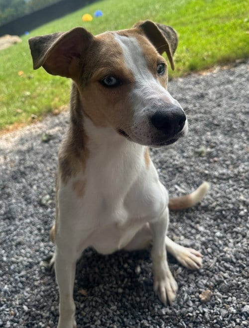 Photo of Dixie, adoptable Australian Shepherd in Burnsville, North Carolina