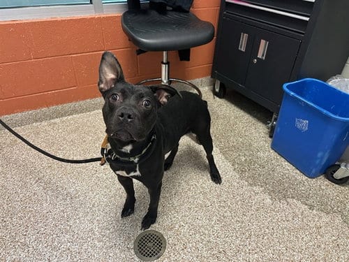 Photo of Shadow, adoptable Rat Terrier in Pueblo, Colorado