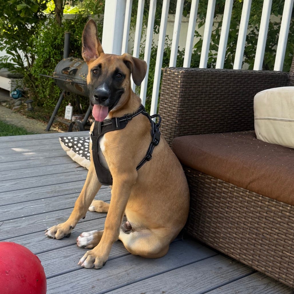 Photo of Odie, adoptable Boxer / Shepherd, German in Oceanside, California