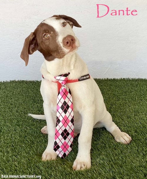 Photo of Dante, adoptable Labrador Retriever in San Diego, California