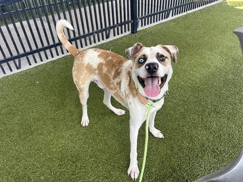 Photo of Grover, adoptable Catahoula Leopard Dog in Waco, Texas