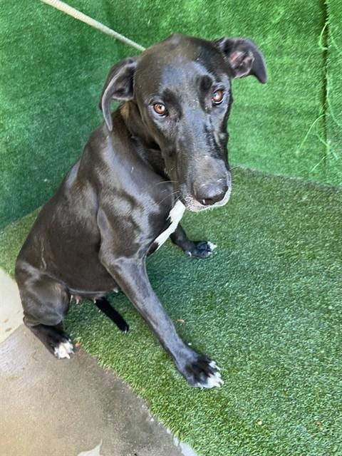 Photo of Kanga, adoptable Great Dane in Lancaster, California
