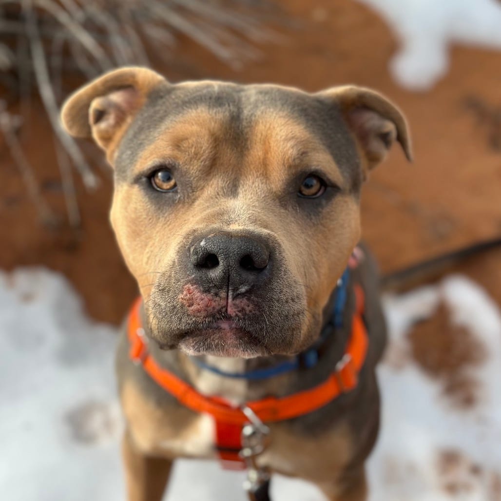 Photo of Joker, adoptable Terrier, Pit Bull / Mixed Breed (Large) in Kanab, Utah