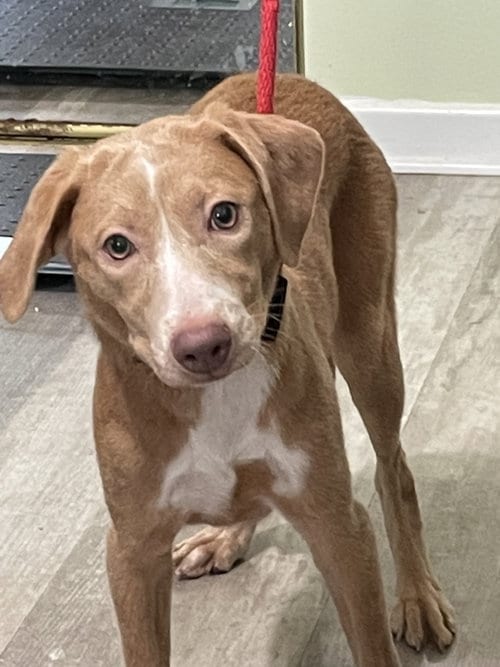 Photo of Sandy, adoptable Retriever in San Antonio, Texas