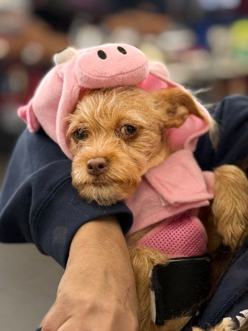 Photo of Liana, adoptable Chihuahua in Morganville, New Jersey
