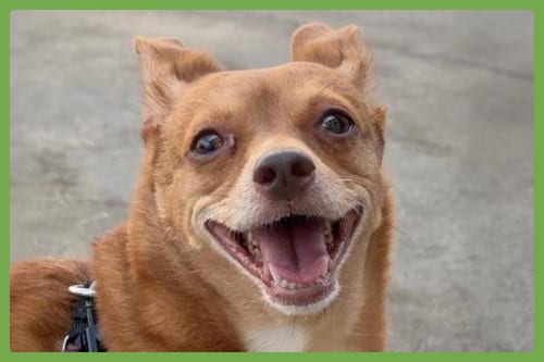 Photo of Lucy, adoptable Chihuahua in Amherst, Massachusetts